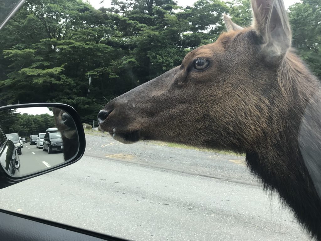 富士サファリパーク内の動物 ワピチ
