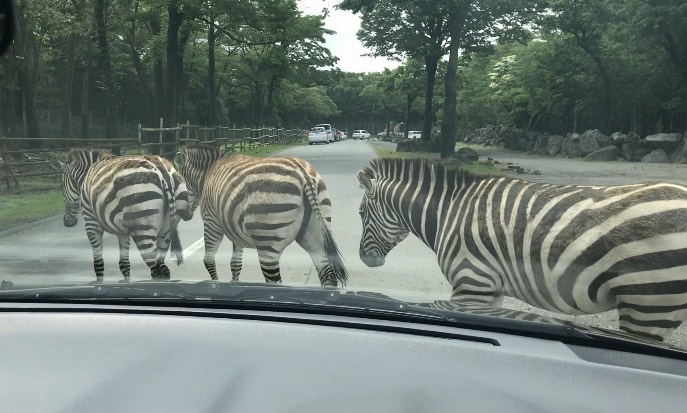 富士サファリパーク内を横切るシマウマ達